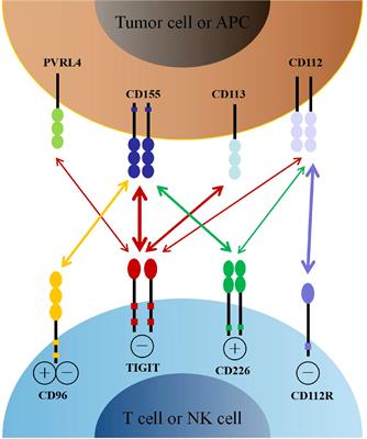 TIGIT: A promising target to overcome the barrier of immunotherapy in hematological malignancies